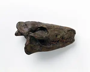 Odd Toed: Hyracotherium skull