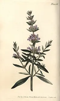 Hyssop: Hyssop, Hyssopus officinalis