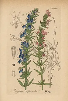Hyssop: Hyssop, Hyssopus officinalis