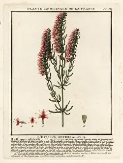 Antiseptic: Hyssop, Hyssopus officinalis