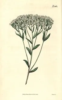 Eupatoria: Hyssop-leaved stevia, Stevia eupatoria