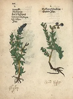 Lonicer: Hyssop varieties, Hyssopus officinalis