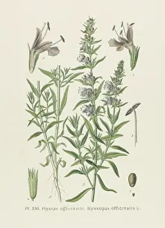 Hyssop: HYSSOPUS OFFICINALIS