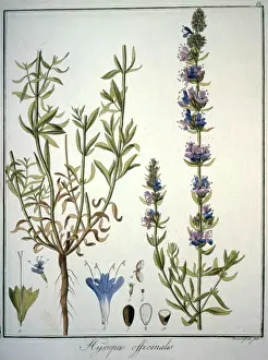 Officinalis: HYSSOPUS OFFICINALIS