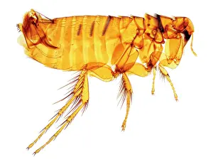 Flea: Hystrichopsylla talpae talpae, mole flea