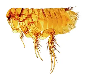 Flea: Hystrichopsylla talpae talpae, mole flea