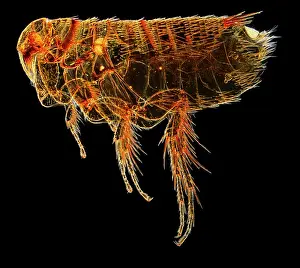 Flea: Hystrichopsylla talpae talpae, mole flea