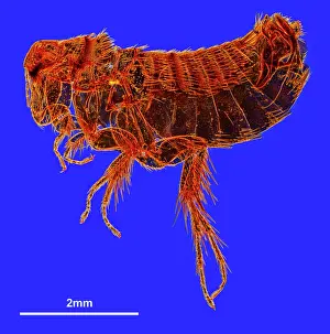 Flea: Hystrichopsylla talpae talpae, mole flea