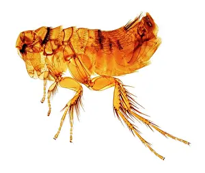 Flea: Hystrichopsylla talpae talpae, mole flea