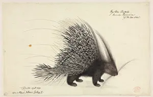 Spiky: Hystrix cristata; Crested Porcupine