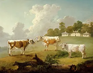 Bequest: Ibbetson - Three long-horned cattle