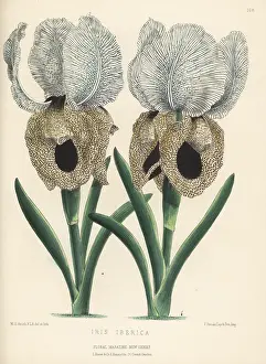 L. Reeve: Iberian iris or Georgian iris, Iris iberica