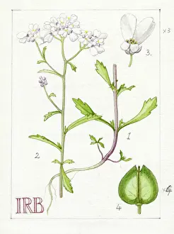 Isobel: Iberis amara - wild candytuft