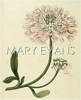 Iberis: IBERIS GIBRALTARICA