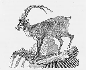 Buffon: IBEX (BEWICK)