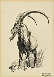 Impressive: An Ibex Ram