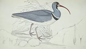 Singh: Ibidorhyncha struthersii, ibisbill