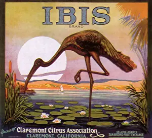 Bends: Ibis in Lily Pond