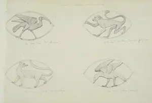 Simia: Ibis, monkey, common genet and crow design