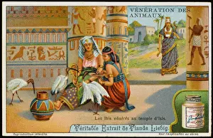 Worshipped: IBIS WORSHIPPED EGYPT
