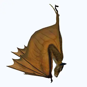 Eocene: Icaronycteris bat hanging upside down