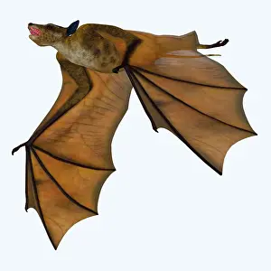 Eocene: Icaronycteris bat, white background