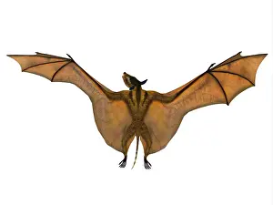 Eocene: Icaronycteris bat wings