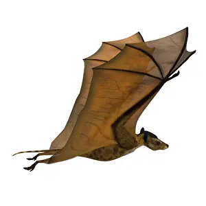 Eocene: Icaronycteris bat with wings up