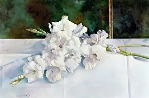 Gladioli: Ice Cap Gladioli