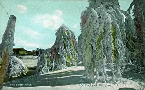 Ontario: Ice Trees, Niagara, Ontario