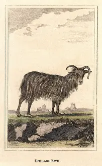 Hooves: Iceland Ewe