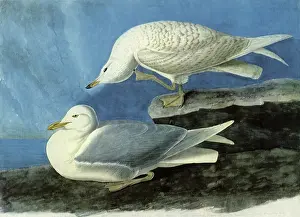 Gulls: Iceland Gulls