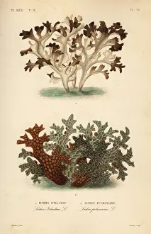 Lungwort: Iceland moss and tree lungwort