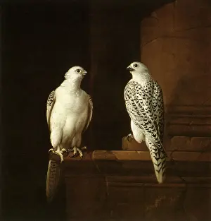 Ledge: Two Icelandic Falcons