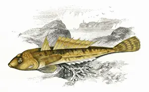 Seaweed: Icelinus burchami, or Dusky Sculpin