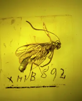 Amber: Ichneumon wasp in amber