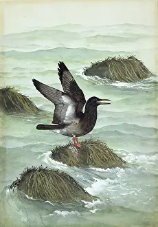 1914 1987: Ichthyornis dispar, cretaceous bird