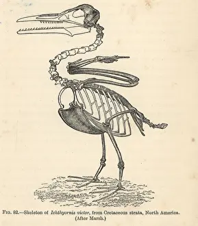Dispar: Ichthyornis dispar skeleton