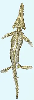Paleontological: Ichthyosaur Fossil, Illustration