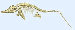 Communis: Ichthyosaur Fossil, Illustration