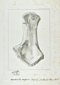 Basire: Ichthyosaur limb bone