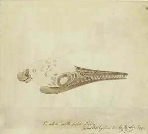 Philpot: Ichthyosaur skull in fossil sepia