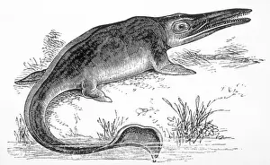 Ichthyosaurus: Ichthyosaurus