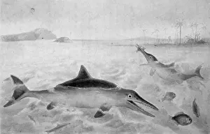 Communis: ICHTHYOSAURUS