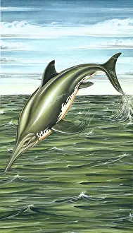 Ichthyosaurus: Ichthyosaurus