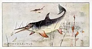 Ichthyosaurus: Ichthyosaurus