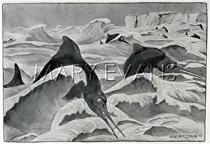 Ichthyosaurus: Two Ichthyosaurus