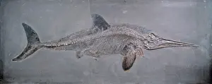 Ichthyosaurus: Ichthyosaurus acutirostris
