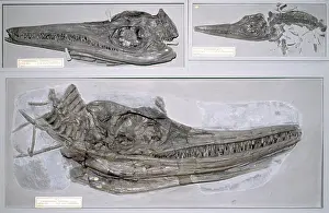 Communis: Ichthyosaurus communis