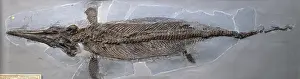 Communis: Ichthyosaurus communis (Conybear)